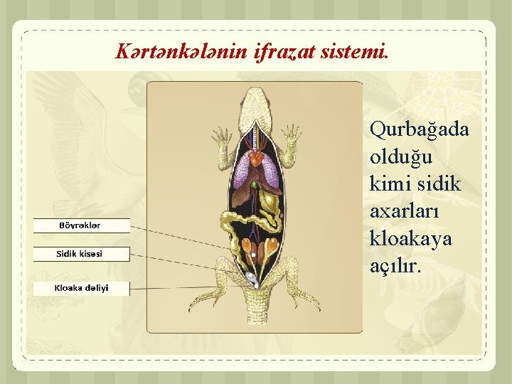 Kərtənkələnin ifrazat sistemi. Qurbağada olduğu kimi sidik axarları kloakaya açılır. 
