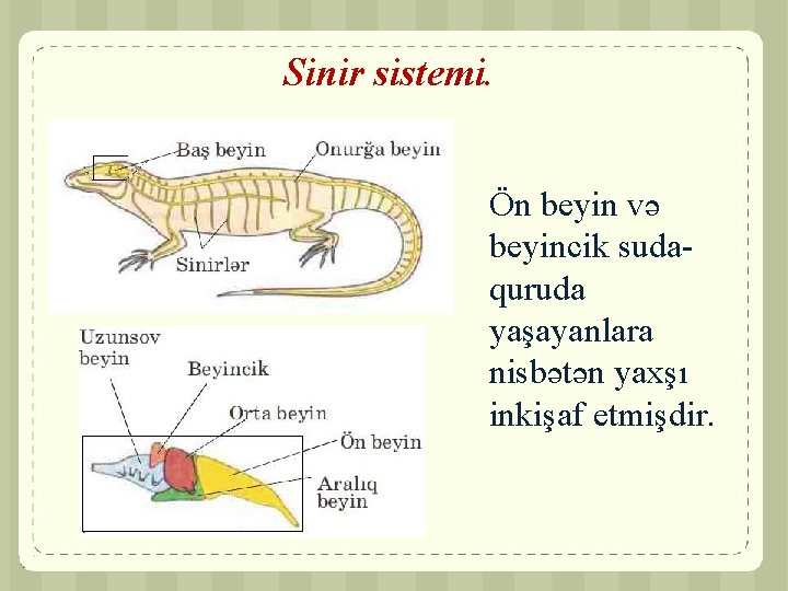 Sinir sistemi. Ön beyin və beyincik sudaquruda yaşayanlara nisbətən yaxşı inkişaf etmişdir. 