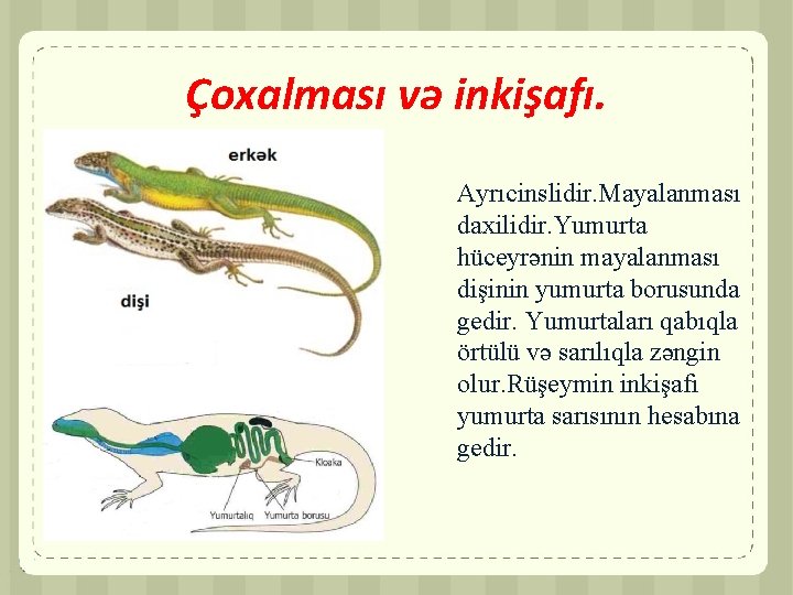 Çoxalması və inkişafı. Ayrıcinslidir. Mayalanması daxilidir. Yumurta hüceyrənin mayalanması dişinin yumurta borusunda gedir. Yumurtaları