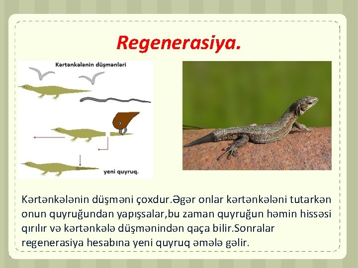 Regenerasiya. Kərtənkələnin düşməni çoxdur. Əgər onlar kərtənkələni tutarkən onun quyruğundan yapışsalar, bu zaman quyruğun