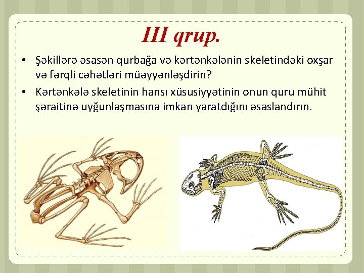 III qrup. • Şəkillərə əsasən qurbağa və kərtənkələnin skeletindəki oxşar və fərqli cəhətləri müəyyənləşdirin?