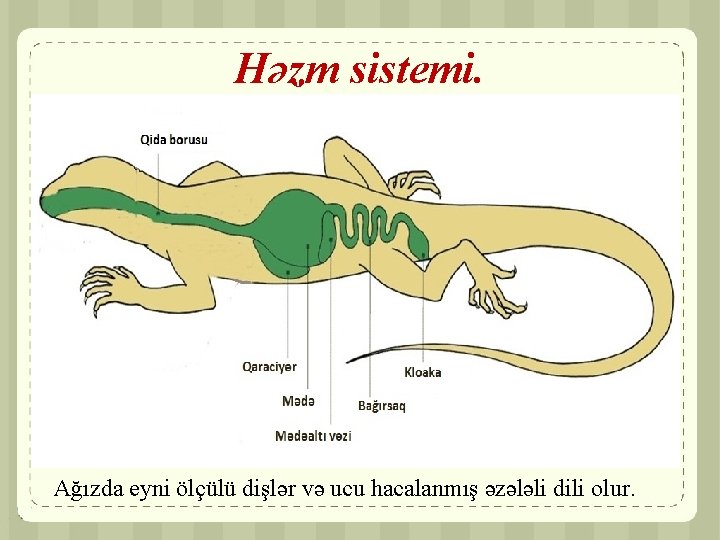 Həzm sistemi. Ağızda eyni ölçülü dişlər və ucu hacalanmış əzələli dili olur. 