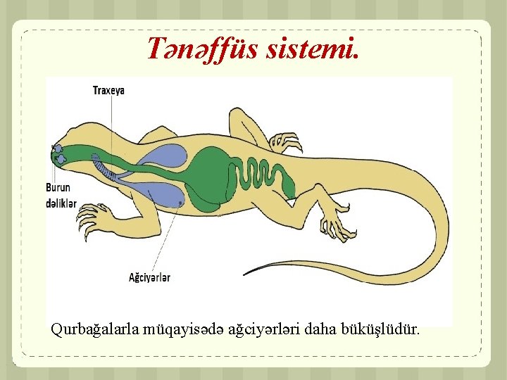 Tənəffüs sistemi. Qurbağalarla müqayisədə ağciyərləri daha büküşlüdür. 