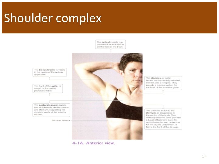 Shoulder complex 14 