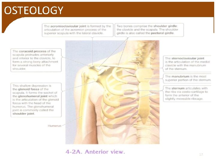 OSTEOLOGY 17 