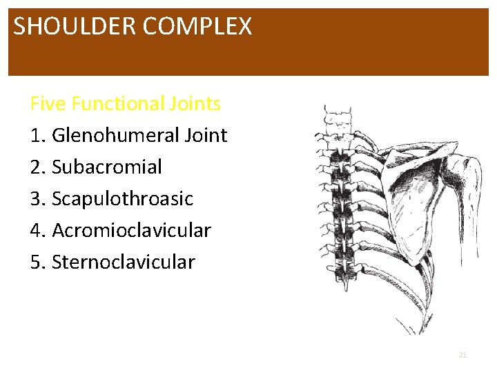 SHOULDER COMPLEX Five Functional Joints 1. Glenohumeral Joint 2. Subacromial 3. Scapulothroasic 4. Acromioclavicular