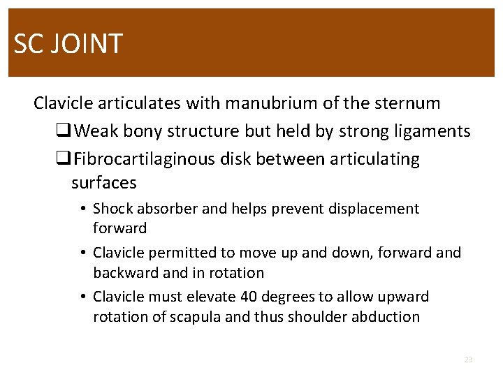 SC JOINT Clavicle articulates with manubrium of the sternum q. Weak bony structure but