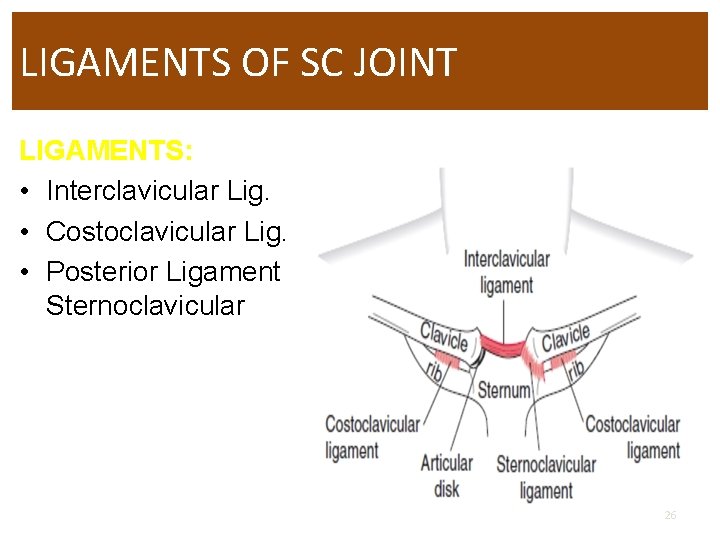 LIGAMENTS OF SC JOINT LIGAMENTS: • Interclavicular Lig. • Costoclavicular Lig. • Posterior Ligament