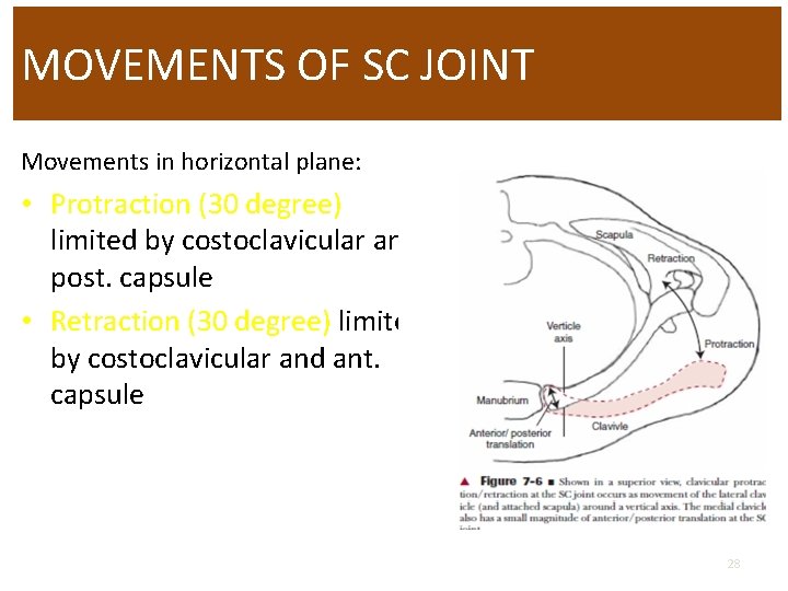 MOVEMENTS OF SC JOINT Movements in horizontal plane: • Protraction (30 degree) limited by