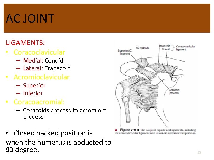 AC JOINT LIGAMENTS: • Coracoclavicular – Medial: Conoid – Lateral: Trapezoid • Acromioclavicular –