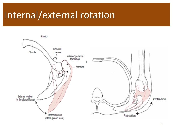 Internal/external rotation 35 