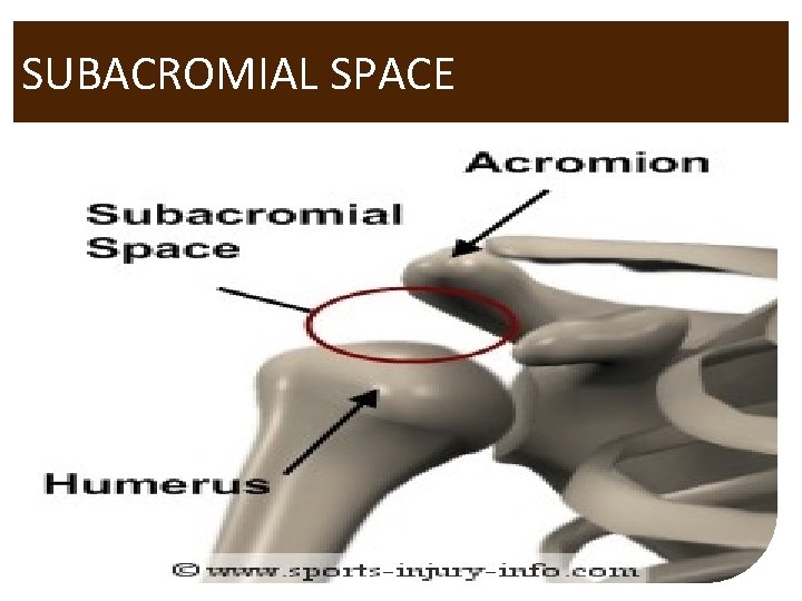 SUBACROMIAL SPACE 39 