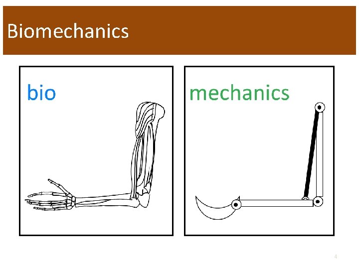 Biomechanics 4 