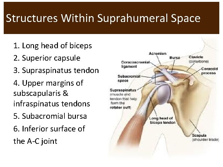 Structures Within Suprahumeral Space 1. Long head of biceps 2. Superior capsule 3. Supraspinatus