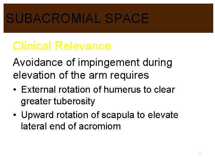SUBACROMIAL SPACE Clinical Relevance Avoidance of impingement during elevation of the arm requires •