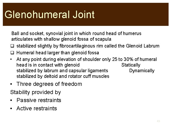 Glenohumeral Joint Ball and socket, synovial joint in which round head of humerus articulates