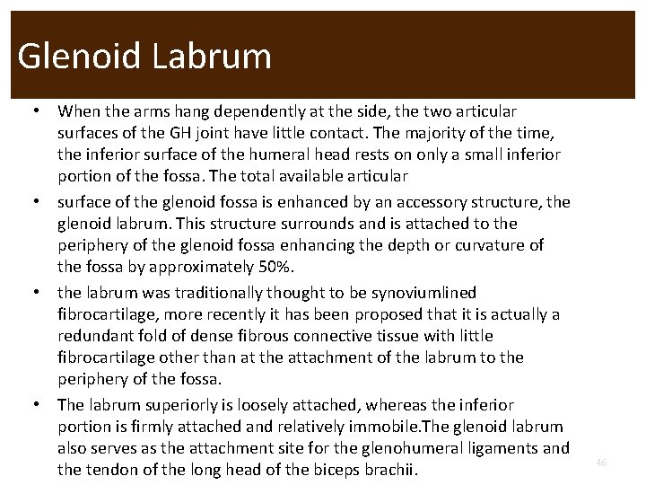 Glenoid Labrum • When the arms hang dependently at the side, the two articular