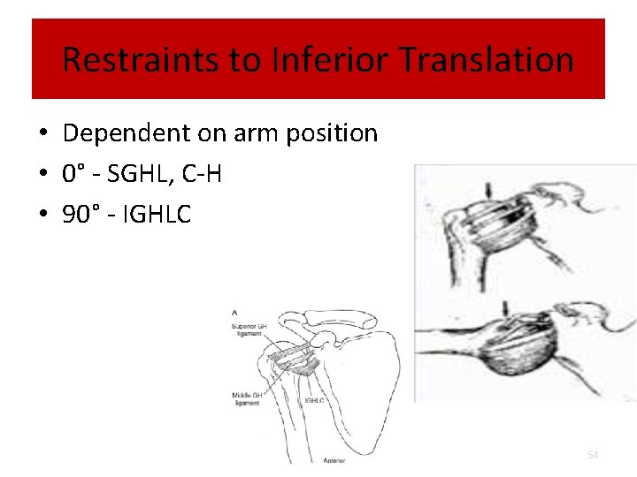Restraints to Inferior Translation • Dependent on arm position • 0° - SGHL, C-H
