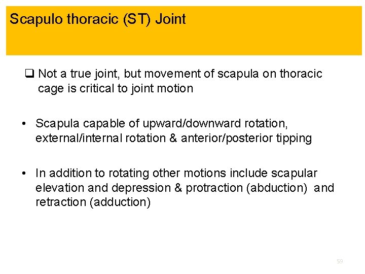 Scapulo thoracic (ST) Joint q Not a true joint, but movement of scapula on