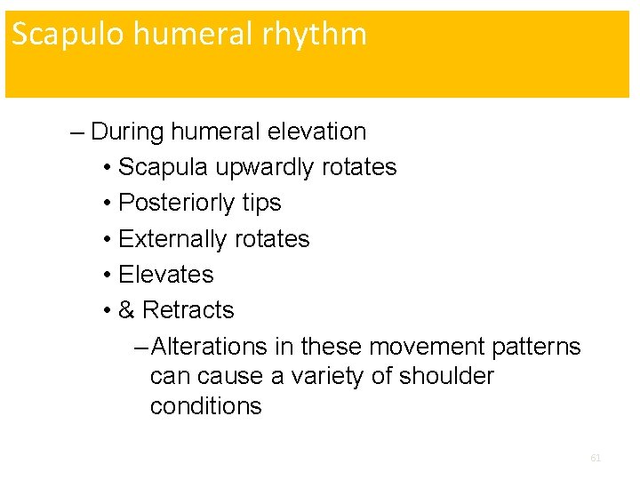 Scapulo humeral rhythm – During humeral elevation • Scapula upwardly rotates • Posteriorly tips