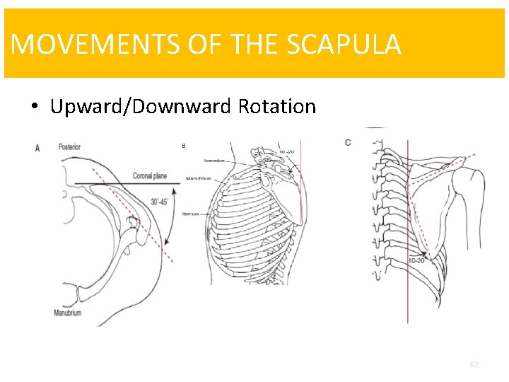 MOVEMENTS OF THE SCAPULA • Upward/Downward Rotation 62 