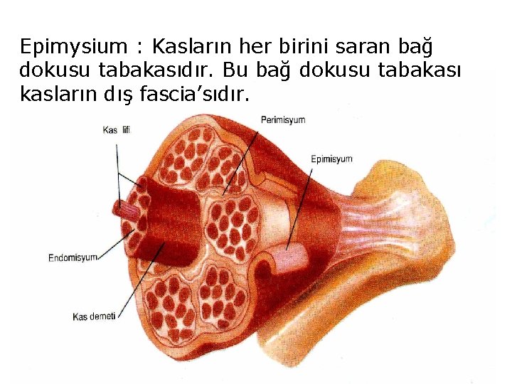 Epimysium : Kasların her birini saran bağ dokusu tabakasıdır. Bu bağ dokusu tabakası kasların
