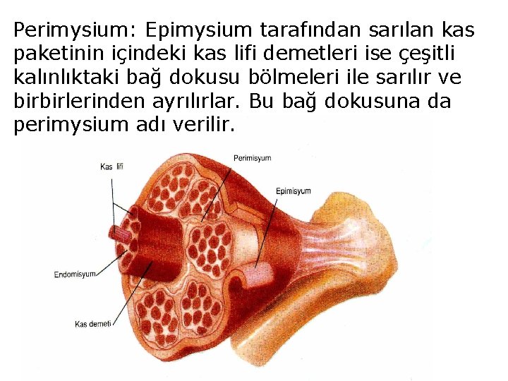 Perimysium: Epimysium tarafından sarılan kas paketinin içindeki kas lifi demetleri ise çeşitli kalınlıktaki bağ
