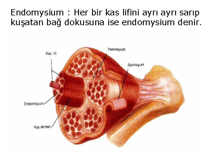 Endomysium : Her bir kas lifini ayrı sarıp kuşatan bağ dokusuna ise endomysium denir.