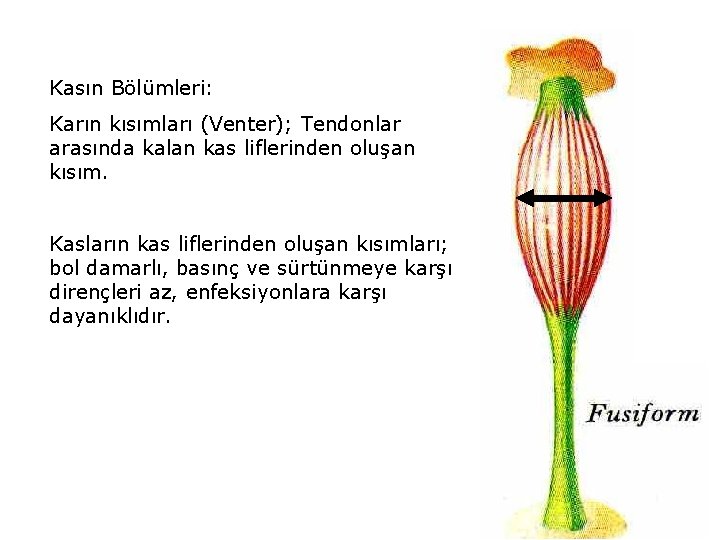 Kasın Bölümleri: Karın kısımları (Venter); Tendonlar arasında kalan kas liflerinden oluşan kısım. Kasların kas