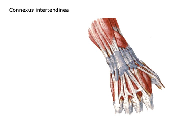 Connexus intertendinea 