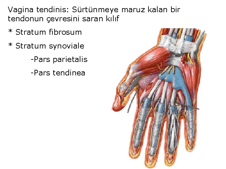 Vagina tendinis: Sürtünmeye maruz kalan bir tendonun çevresini saran kılıf * Stratum fibrosum *