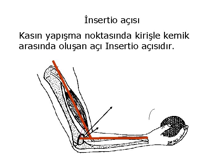 İnsertio açısı Kasın yapışma noktasında kirişle kemik arasında oluşan açı Insertio açısıdır. 