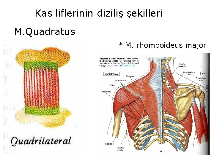 Kas liflerinin diziliş şekilleri M. Quadratus * M. rhomboideus major 