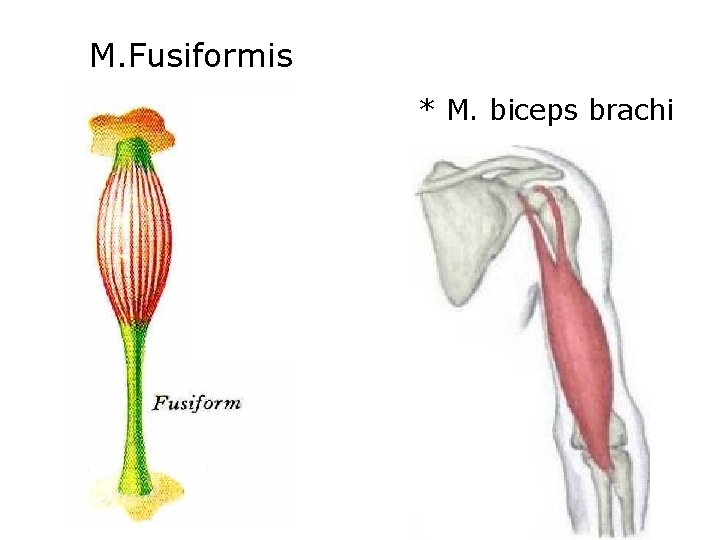 M. Fusiformis * M. biceps brachi 