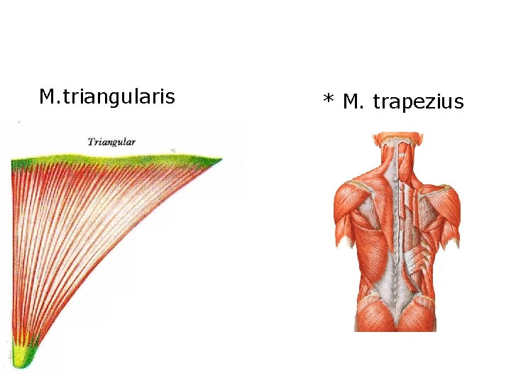 M. triangularis * M. trapezius 