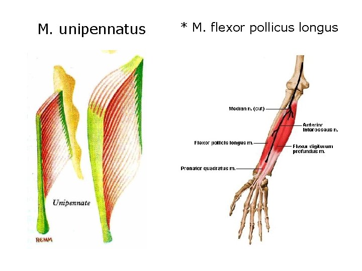 M. unipennatus * M. flexor pollicus longus 