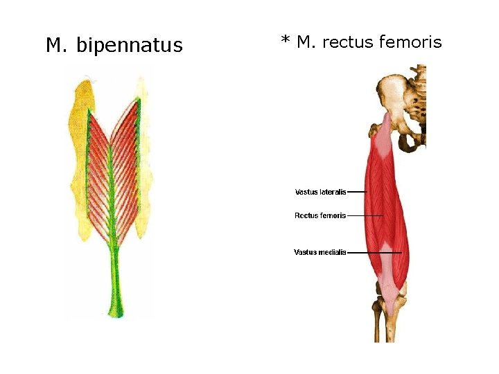 M. bipennatus * M. rectus femoris 