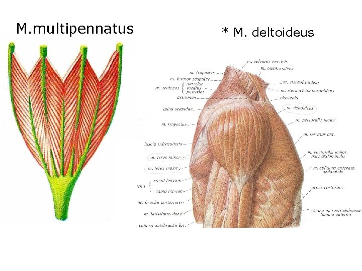 M. multipennatus * M. deltoideus 