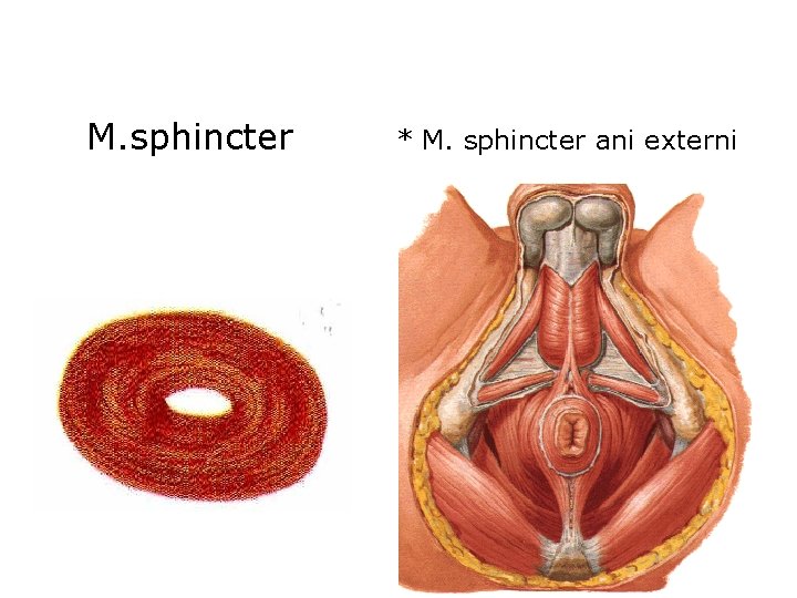 M. sphincter * M. sphincter ani externi 