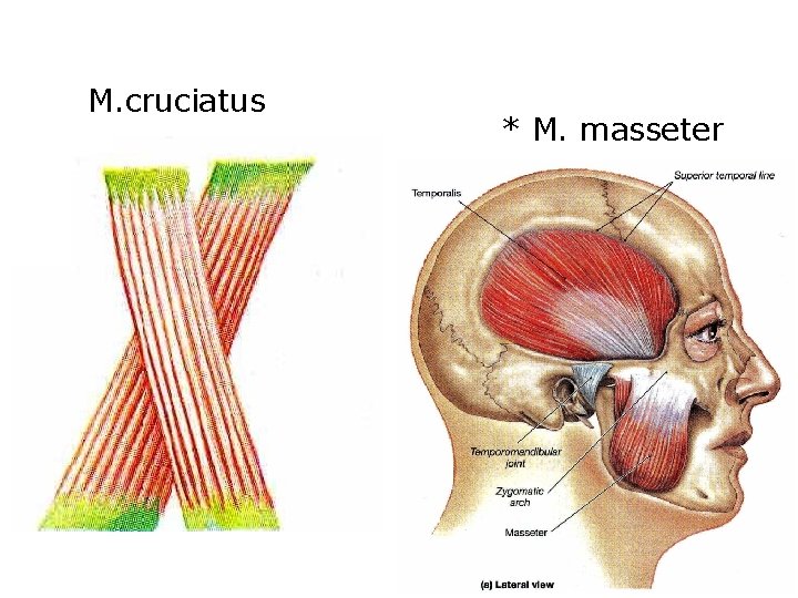 M. cruciatus * M. masseter 