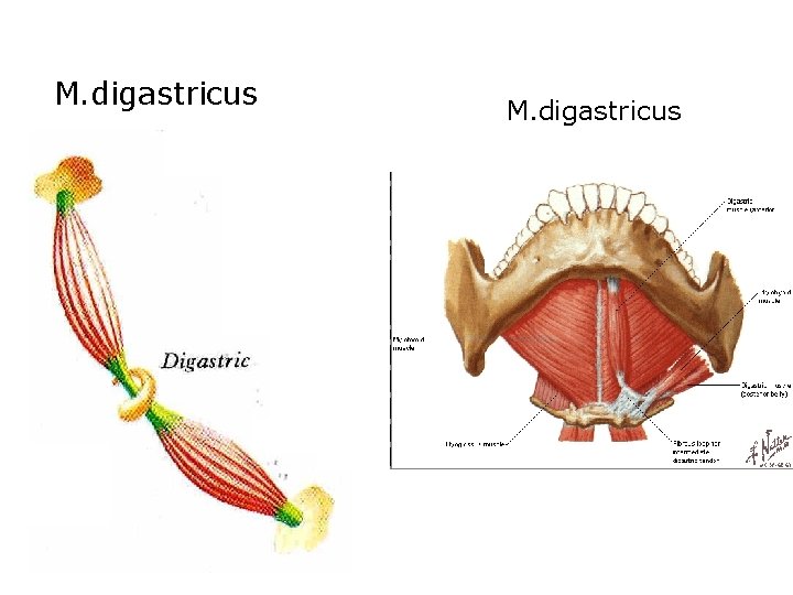 M. digastricus 