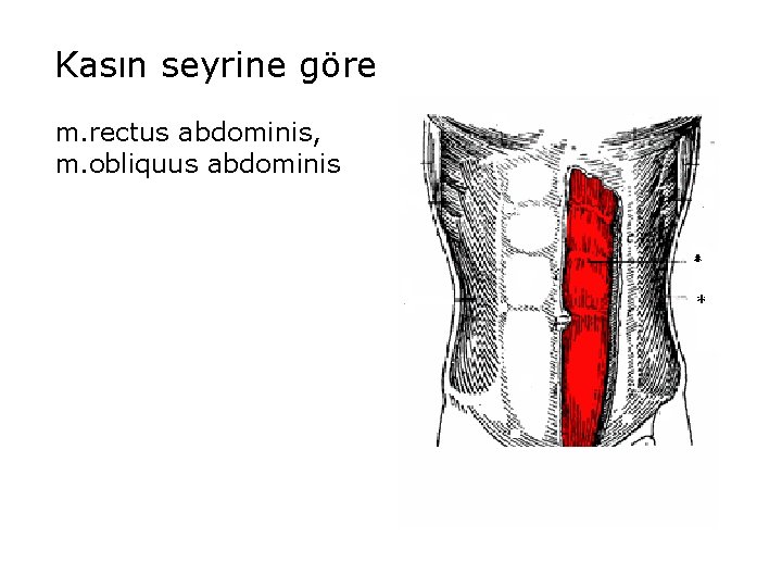 Kasın seyrine göre m. rectus abdominis, m. obliquus abdominis 