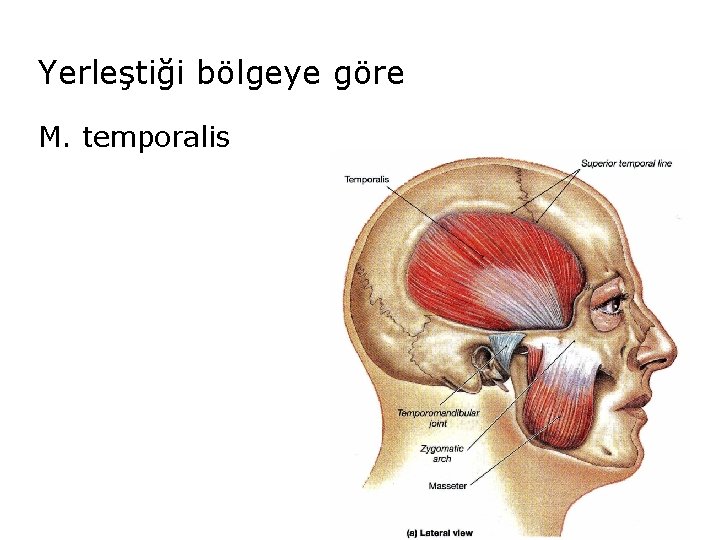 Yerleştiği bölgeye göre M. temporalis 