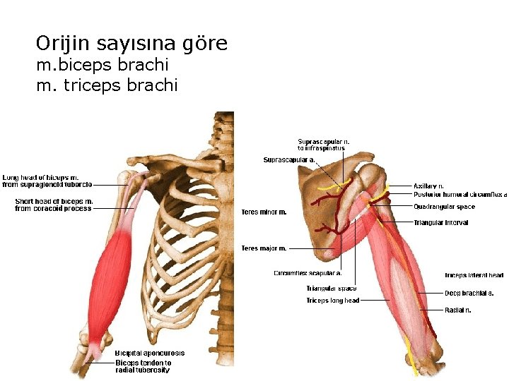 Orijin sayısına göre m. biceps brachi m. triceps brachi 