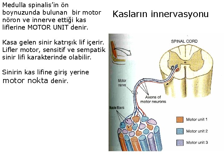 Medulla spinalis’in ön boynuzunda bulunan bir motor nöron ve innerve ettiği kas liflerine MOTOR