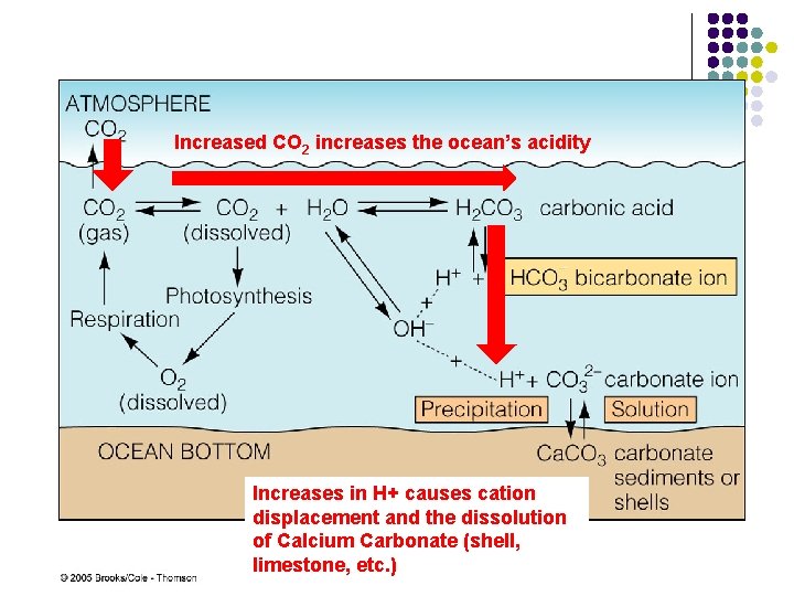 Increased CO 2 increases the ocean’s acidity Increases in H+ causes cation displacement and