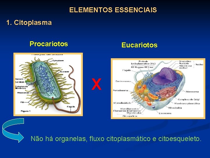 ELEMENTOS ESSENCIAIS 1. Citoplasma Procariotos Eucariotos X Não há organelas, fluxo citoplasmático e citoesqueleto.