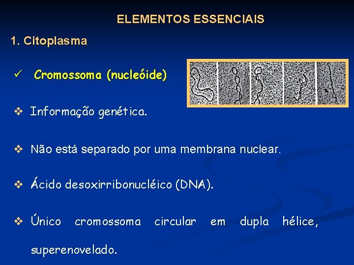 ELEMENTOS ESSENCIAIS 1. Citoplasma ü Cromossoma (nucleóide) v Informação genética. v Não está separado