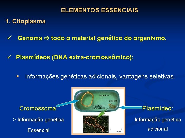 ELEMENTOS ESSENCIAIS 1. Citoplasma ü Genoma todo o material genético do organismo. ü Plasmídeos