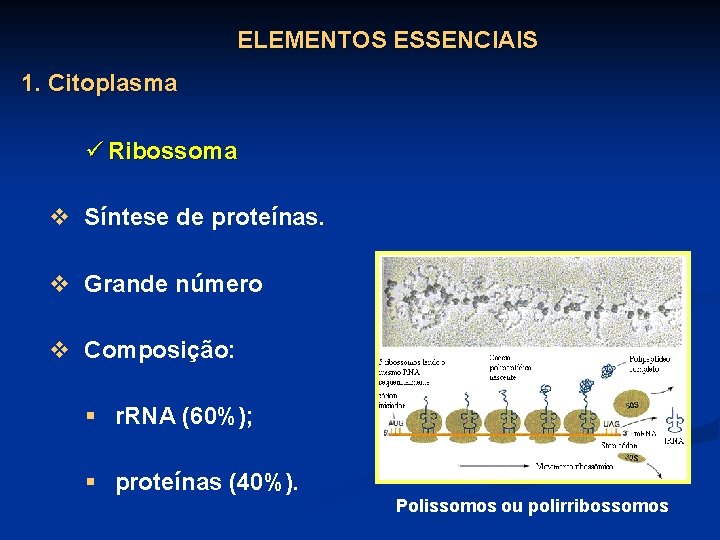 ELEMENTOS ESSENCIAIS 1. Citoplasma ü Ribossoma v Síntese de proteínas. v Grande número v